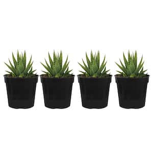 Grower's Choice Haworthia Succulent (4-Pack) in 4 inch Grower Pot