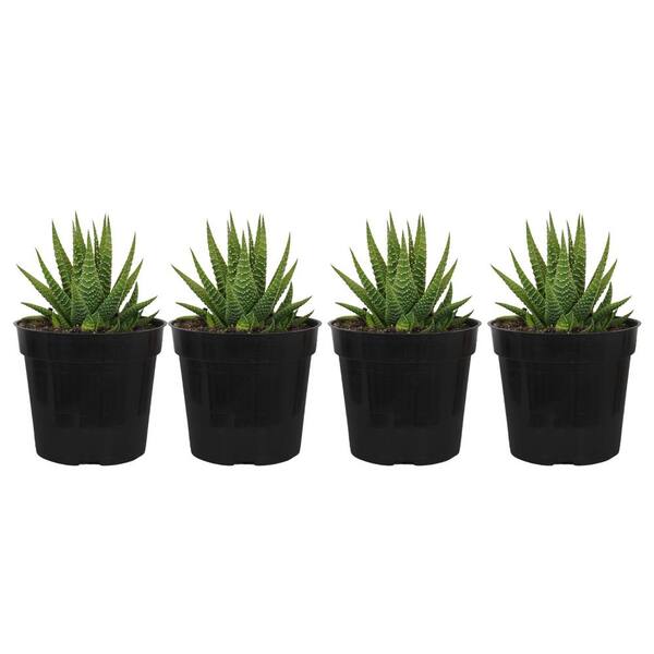 United Nursery Grower's Choice Haworthia Succulent (4-Pack) in 4