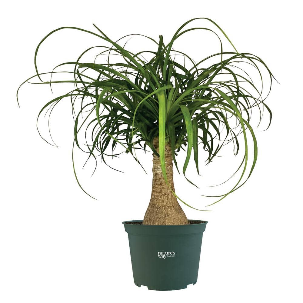Ponytail Palm Live Indoor Plant in Growers Pot Avg Shipping Height 1 ft. to 2 ft. Tall price history on PriceWatchPro