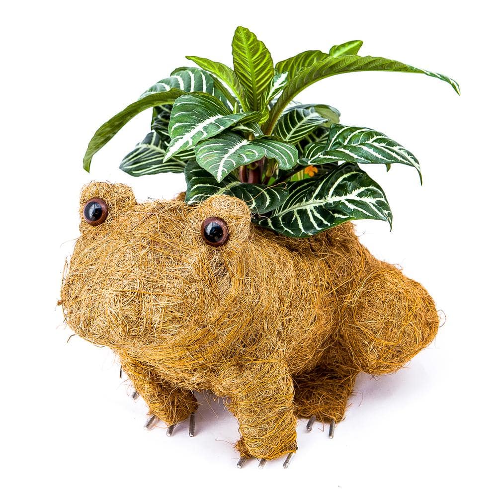 Ultimate Innovations by the DePalmas Coco (Jute) Animal Planter - Frog