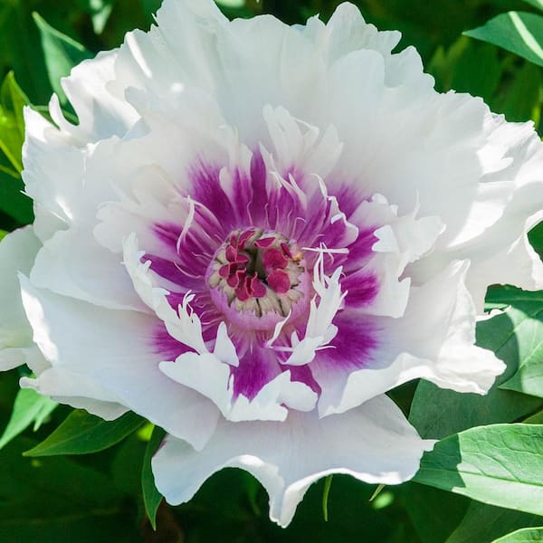 4 in. Pot, Cora Louise Itoh Peony Potted White Flowering Perennial Starter Plant (1-Pack)