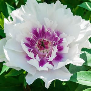Cora Louise Itoh Peony Dormant Bare Flowering Perennial Starter Plant (1-Pack)