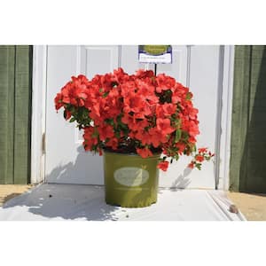 2 Gal. Echo Strawberry Kiss Azalea Shrub with Dark Red Reblooming Flowers