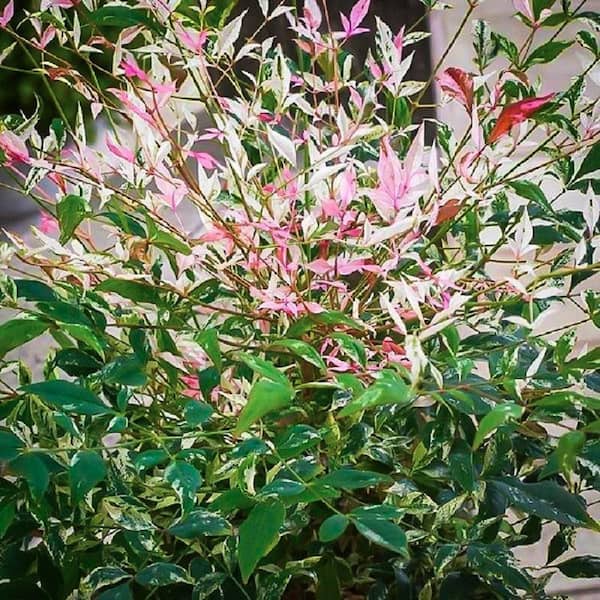 SOUTHERN LIVING 3 Gal. Twilight Nandina Heavenly Bamboo Live Evergreen Shrub (1-Pack)