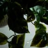 Nearly Natural 24in UV-Resistant Artificial Pothos Vine w/ LED Lights Hanging Basket