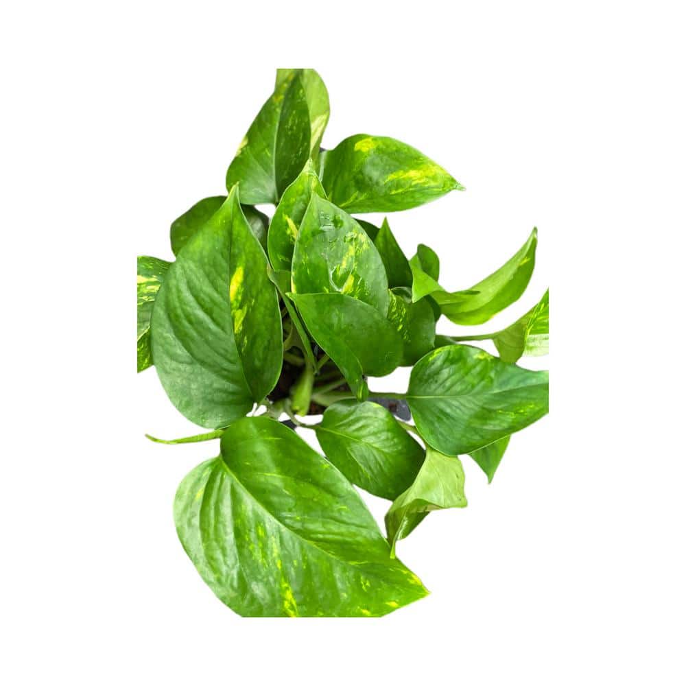 4 in. Plastic Pot Epipremnum Aureum, Golden Pothos, Live Potted Plant