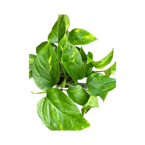 Unbranded 4 in. Plastic Pot Epipremnum Aureum, Golden Pothos, Live Potted Plant