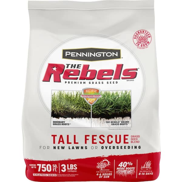 Best Tall Fescue Grass Seed For Southern California Porter Shank