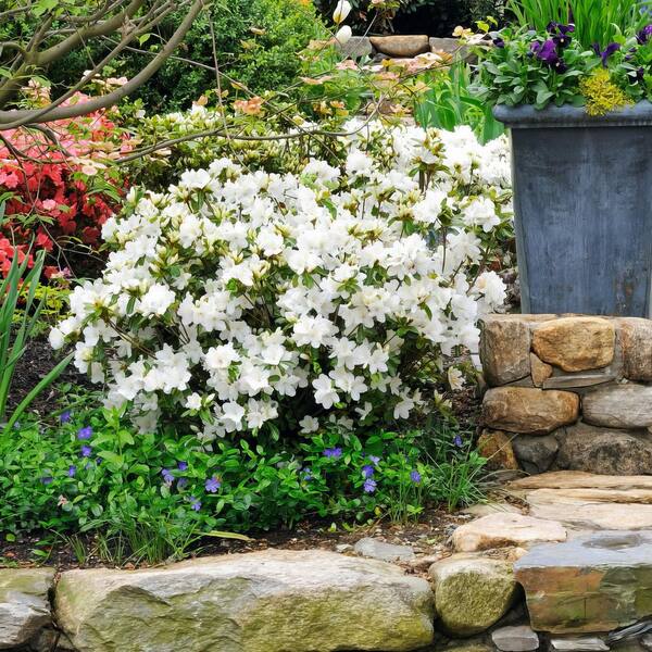 national PLANT NETWORK 4 in. Azalea FlorAmore White Shrub (3-Pack
