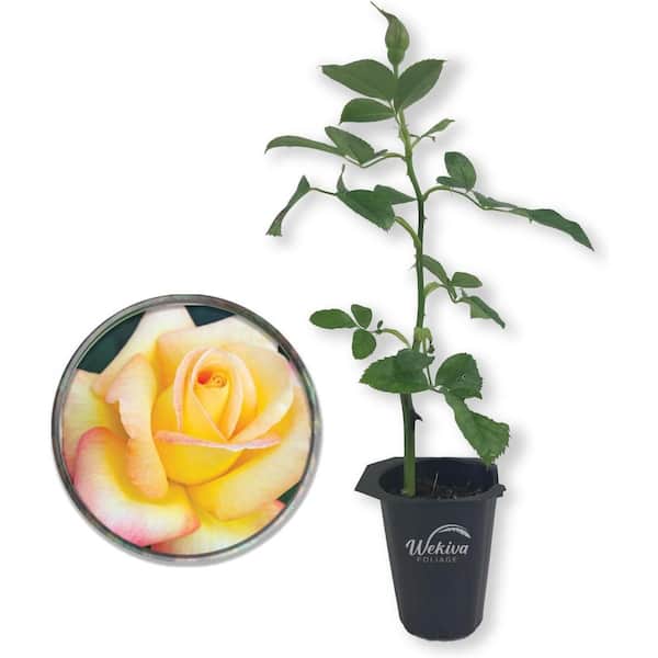 Wekiva Foliage Love and Peace Rose Bush-Live Starter Plant in a 2 Inch Pot-Beautifully Fragrant Heirloom Rose from Florida-