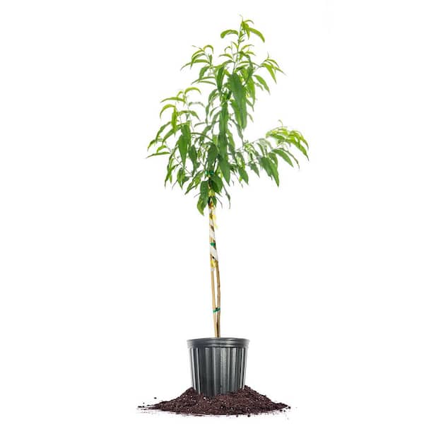 Unbranded 4-5ft. Flordacrest Peach Tree in Grower's Pot