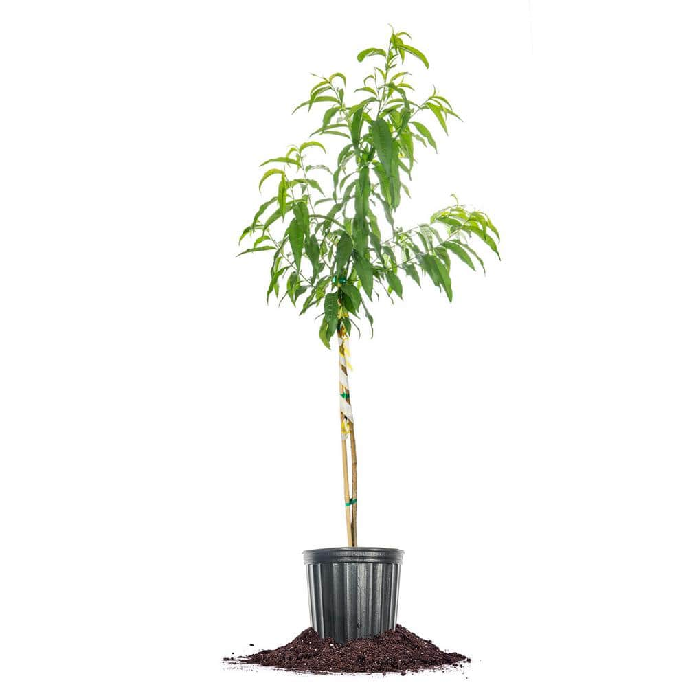 4-5ft. Flordacrest Peach Tree in Grower's Pot THD00132 - The Home Depot