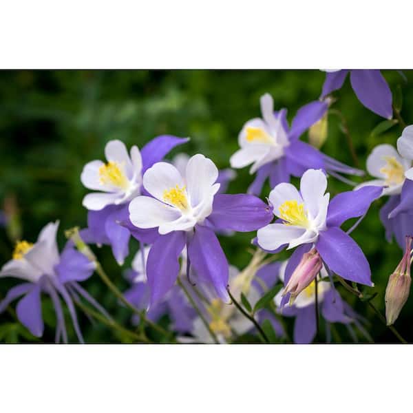 2.5 Qt. Aquilegia Columbine Plant in 6.3 in. Grower's Pot