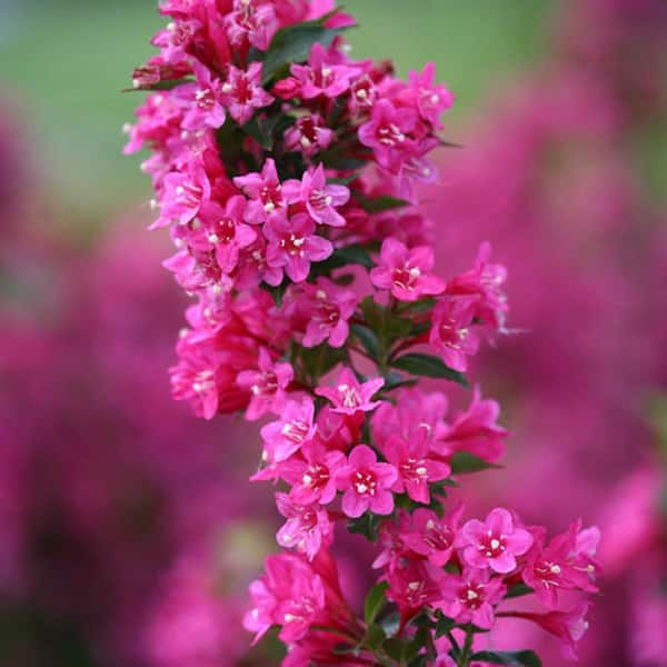 hot pink flowers