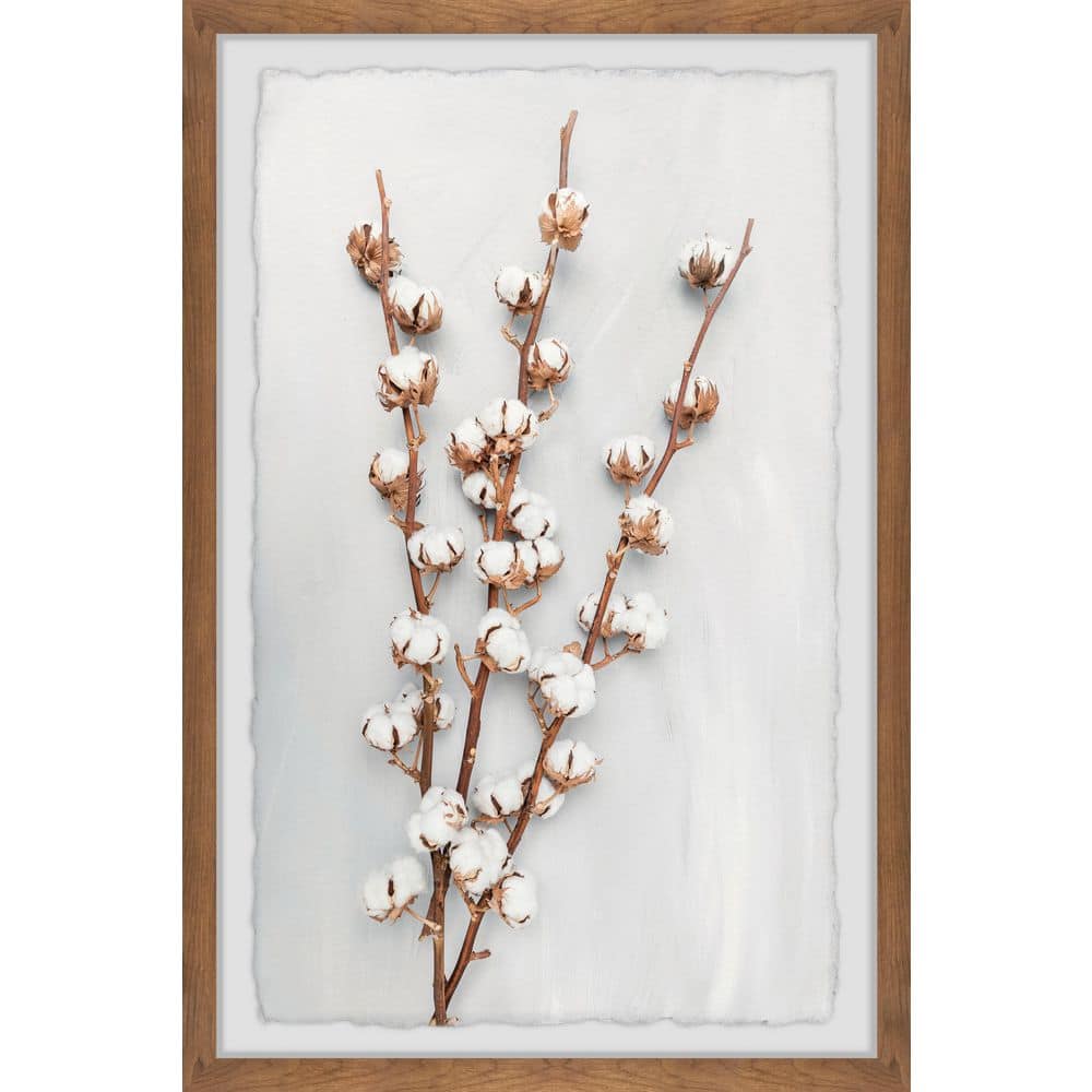 Cotton Plant by Marmont Hill Framed Nature Art Print 18 in. x 12 in.