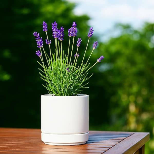 Small White Ceramic Indoor/Outdoor Planter with Saucer (4.7 in. W