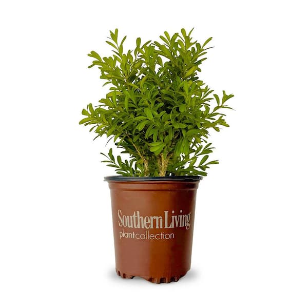 2.5 qt. Lucky Charm Boxwood (Buxus Microphylla) Live Evergreen Shrub with Dark Green Foliage