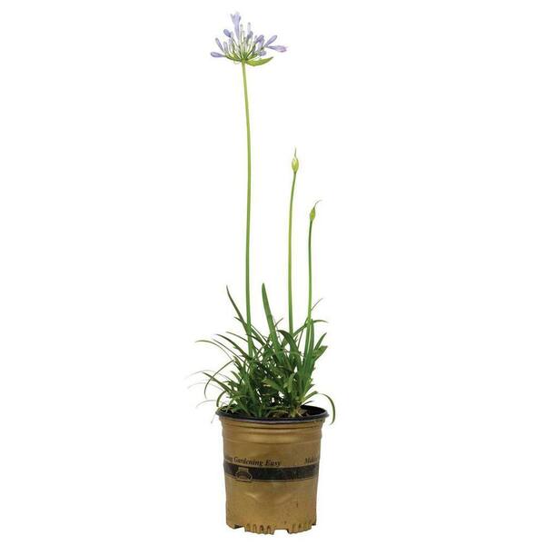 Unbranded 1 Gal. Blue Storm Agapanthus With Sky Blue Blooms, Live Perennial Plant