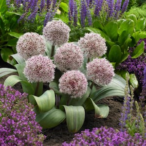 Allium Karataviense Bulbs (Set of 7)