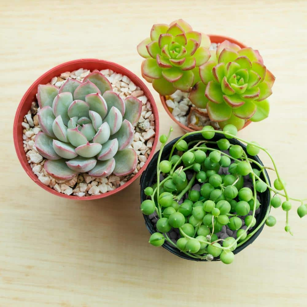 Shop Succulents String of Pearls, Burrito Sedum, Fishhook and String of  Bananas4 in. Grow Pots (4-Pack) 4-HANG-PK-4 - The Home Depot