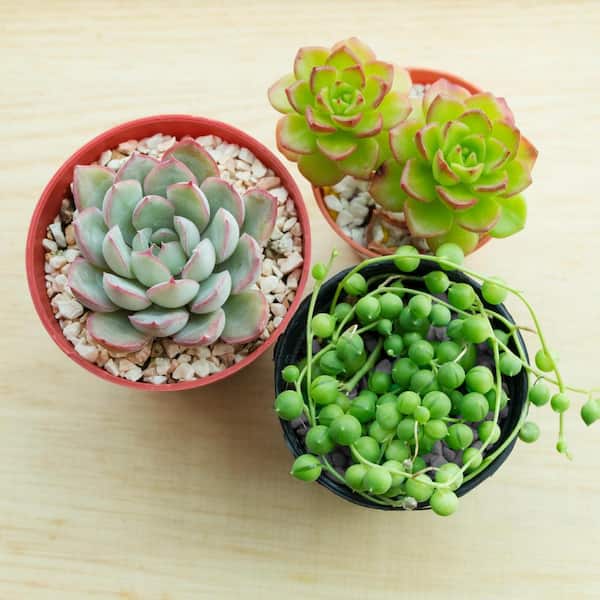 national PLANT NETWORK 4 In. String of Pearls Senecio Plant in Grower Pot - 4 Piece