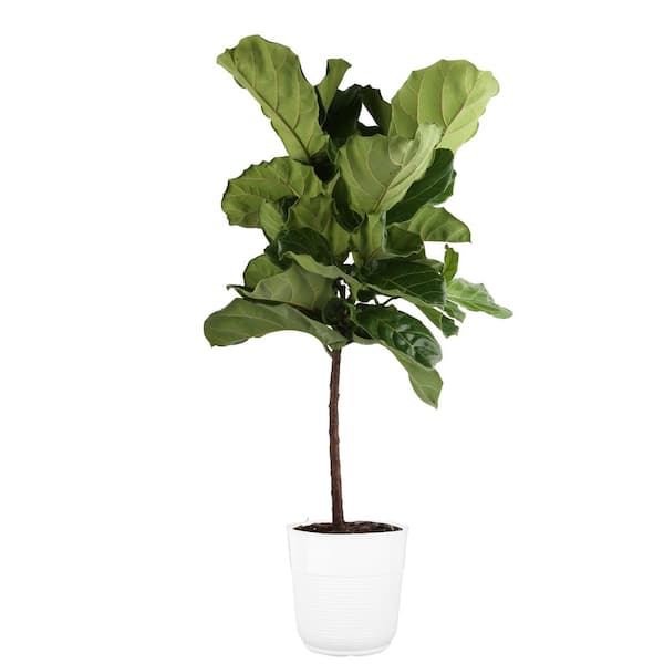 Costa Farms Ficus Lyrata Fiddle Leaf Fig Indoor Plant in 10 in. White Planter, Average Shipping Height 3-4 ft. Tall