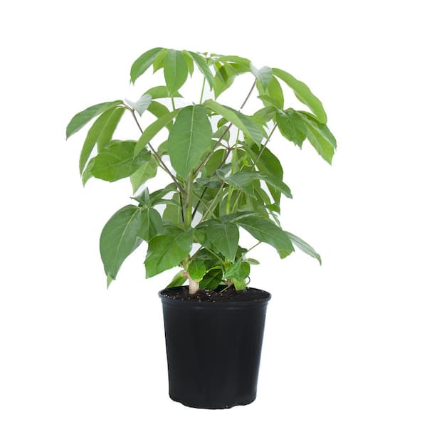 United Nursery Schefflera Amate Umbrella Plant in 9.25 inch Grower Pot