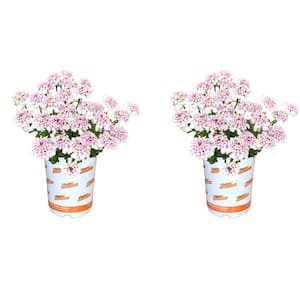 2.5 Qt. Iberis Pink Ice Candytuft Perennial Plant (2-Pack)