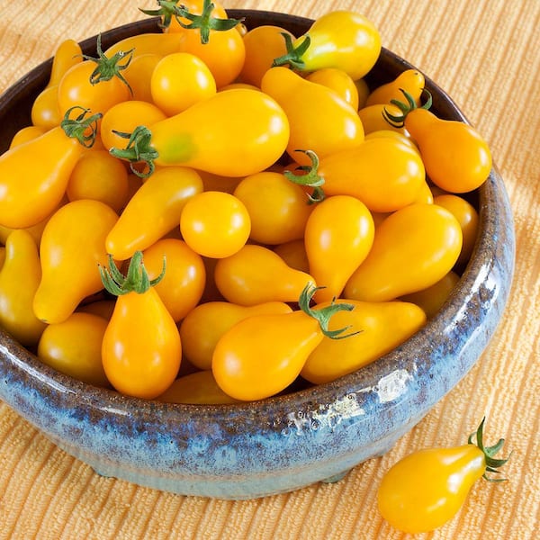 Bonnie Plants 19 oz. Yellow Pear Heirloom Cherry Tomato Plant