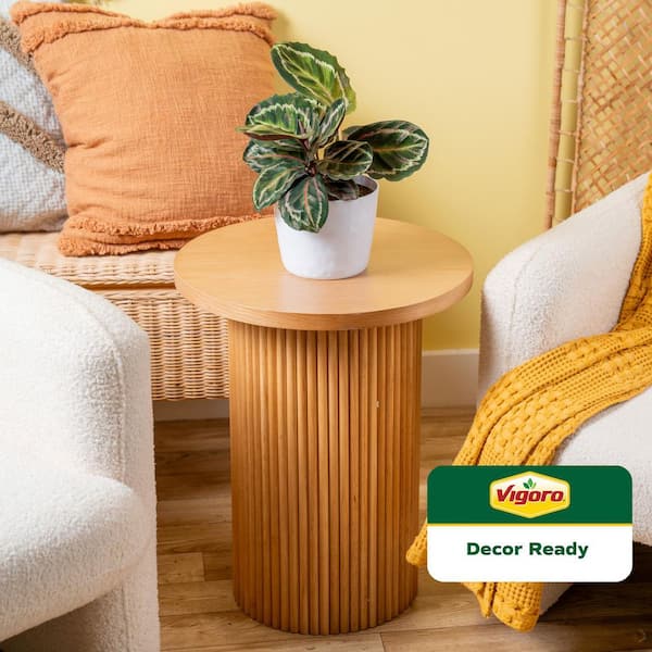 Grower's Choice Calathea Indoor Plant in 6 in. White Ribbed Plastic Decor Planter, Avg. Shipping Height 10 in. (2-Pack)