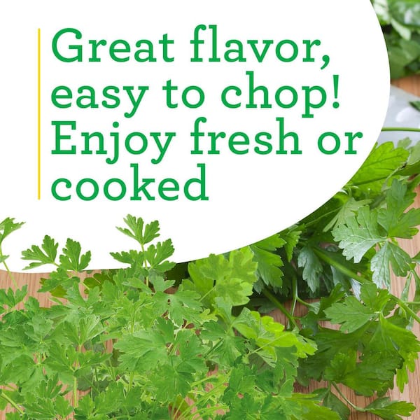 Bonnie Plants 19 oz. Italian Flat Leaf Parsley Herb Plant