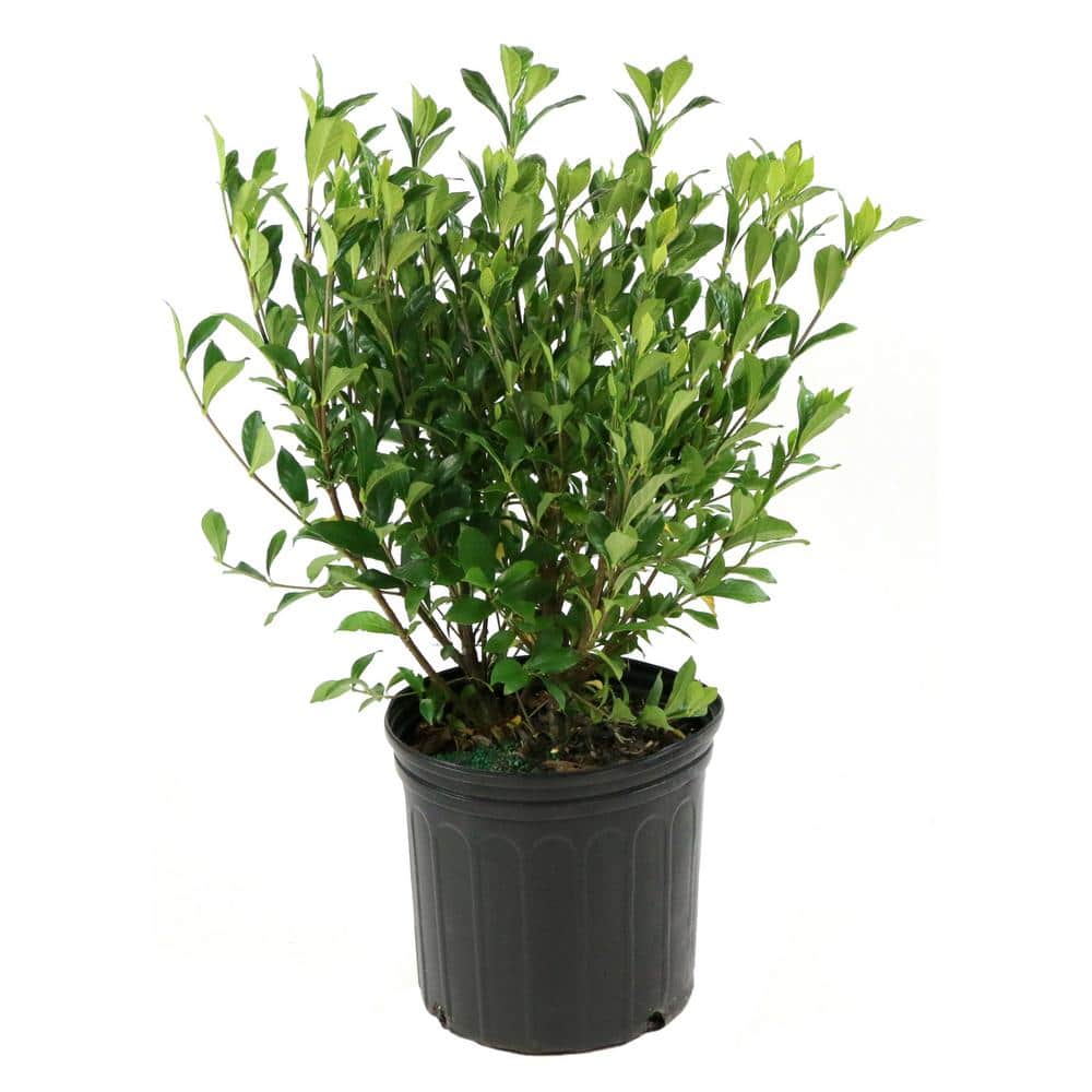 2 Gallon White Gardenia Jubilation Shrub