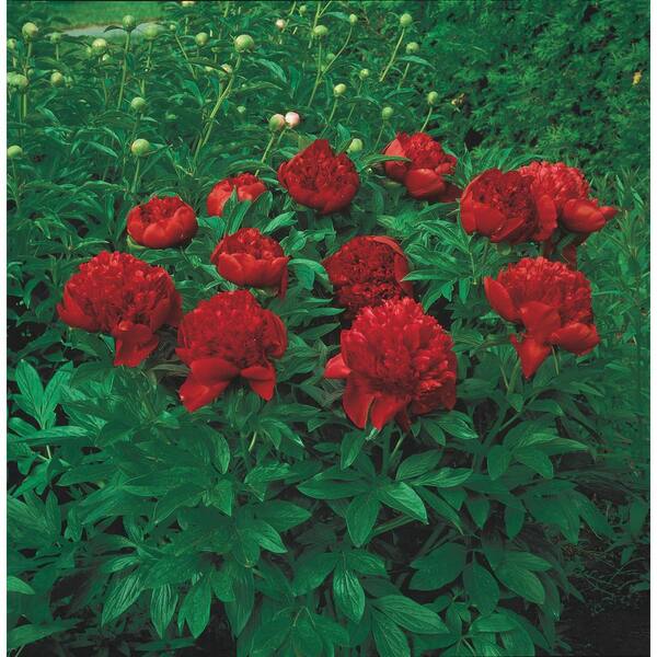 Spring Hill Nurseries Felix Supreme Peony (Paeonia) Red Flowering Perennial Live Bareroot Plant