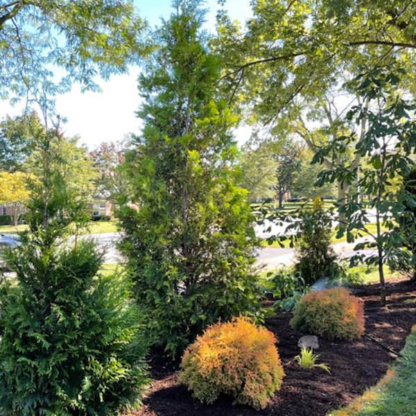 3 Gal. Green Valley Thuja Evergreen Tree