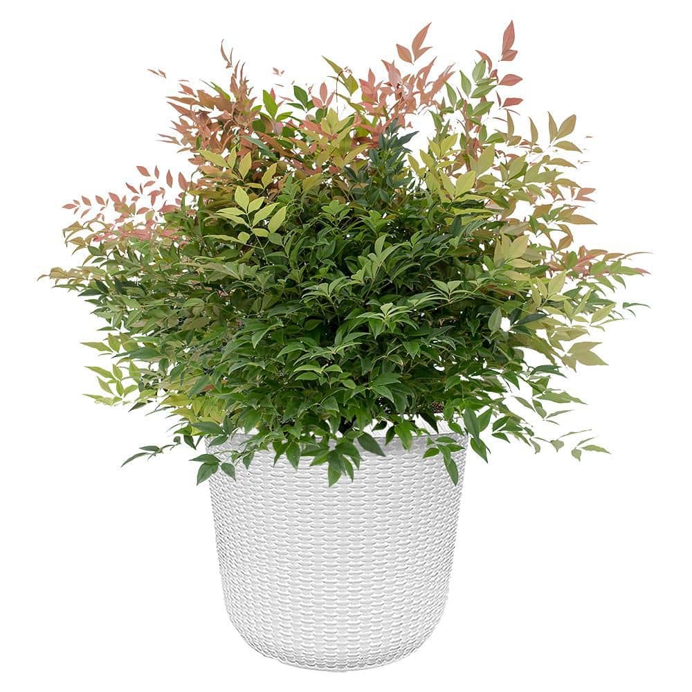 FIRST EDITIONS 2 Gal. Cool Glow Peach Nandina (Heavenly Bamboo