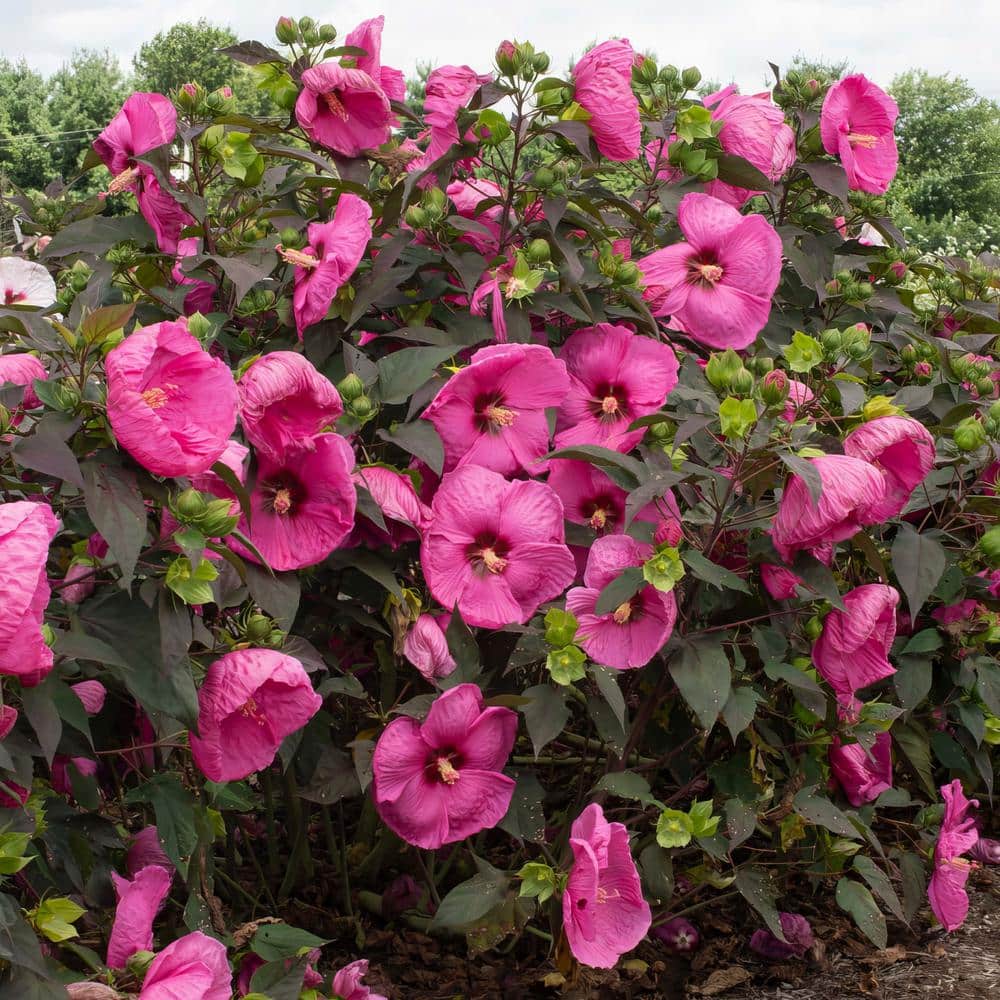 Vibrant Pink Hibiscus Plant with Dark Burgundy Foliage