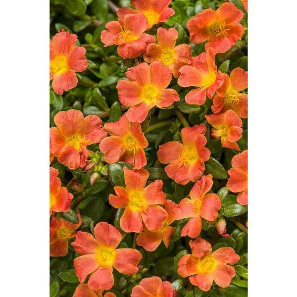 PROVEN WINNERS Mojave Tangerine Moss Rose (Portulaca) Live Plant, Orange Flowers, 4.25 in. Grande