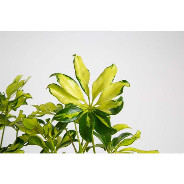 Costa Farms 10 in. Schefflera Arboricola Trinette Bush in Grow Pot