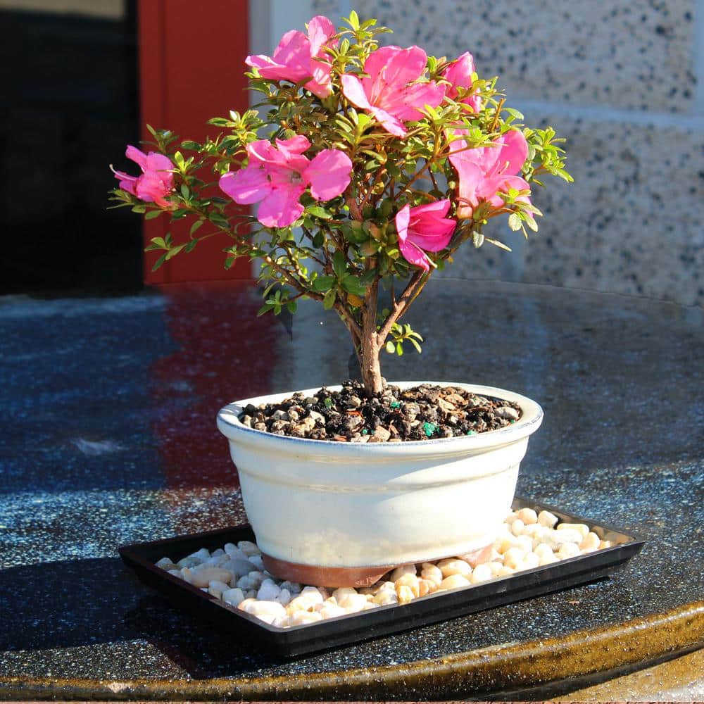 Small Pink Satsuki Azalea Bonsai in Ceramic Planter