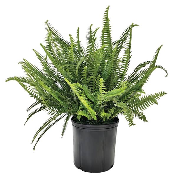 1.72 Gal. Kimberly Queen Fern Tropical Houseplant in Grower (1-Pack)