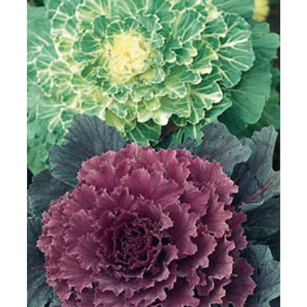 2 qt. Flowering Cabbage Plant