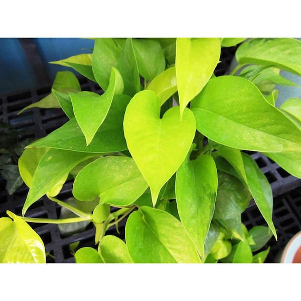 Wekiva Foliage Neon Pothos-Live Plant in a 6 in. Pot-Epipremmum  Aureum-Stunning Houseplant with Unique Foliage NeonPoth1x6