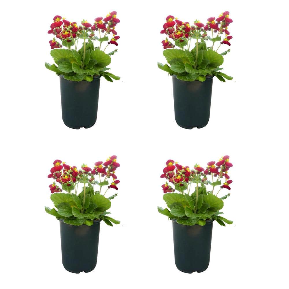 2.5QT Calceolaria Perennial Plant with Red and Yellow-Eyed Flowers - 4 Pack