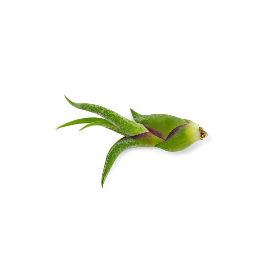 Assorted Tillandsia Air Plants Pack of 12