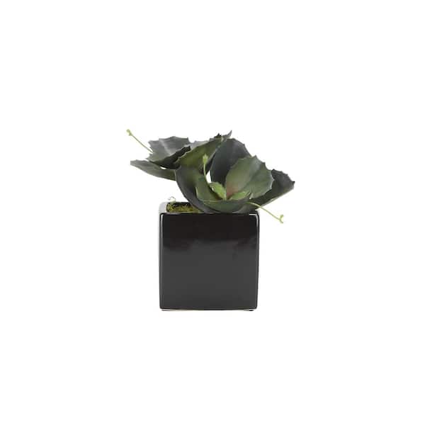 D&W Silks Artificial Indoor Wild Succulents in Square Black Ceramic