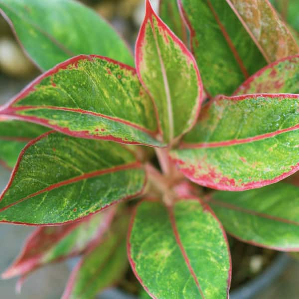 米山舞　everlasting plants NATURE'S WAY FARMS Aglaonema Crystal Bay Live Indoor Plant