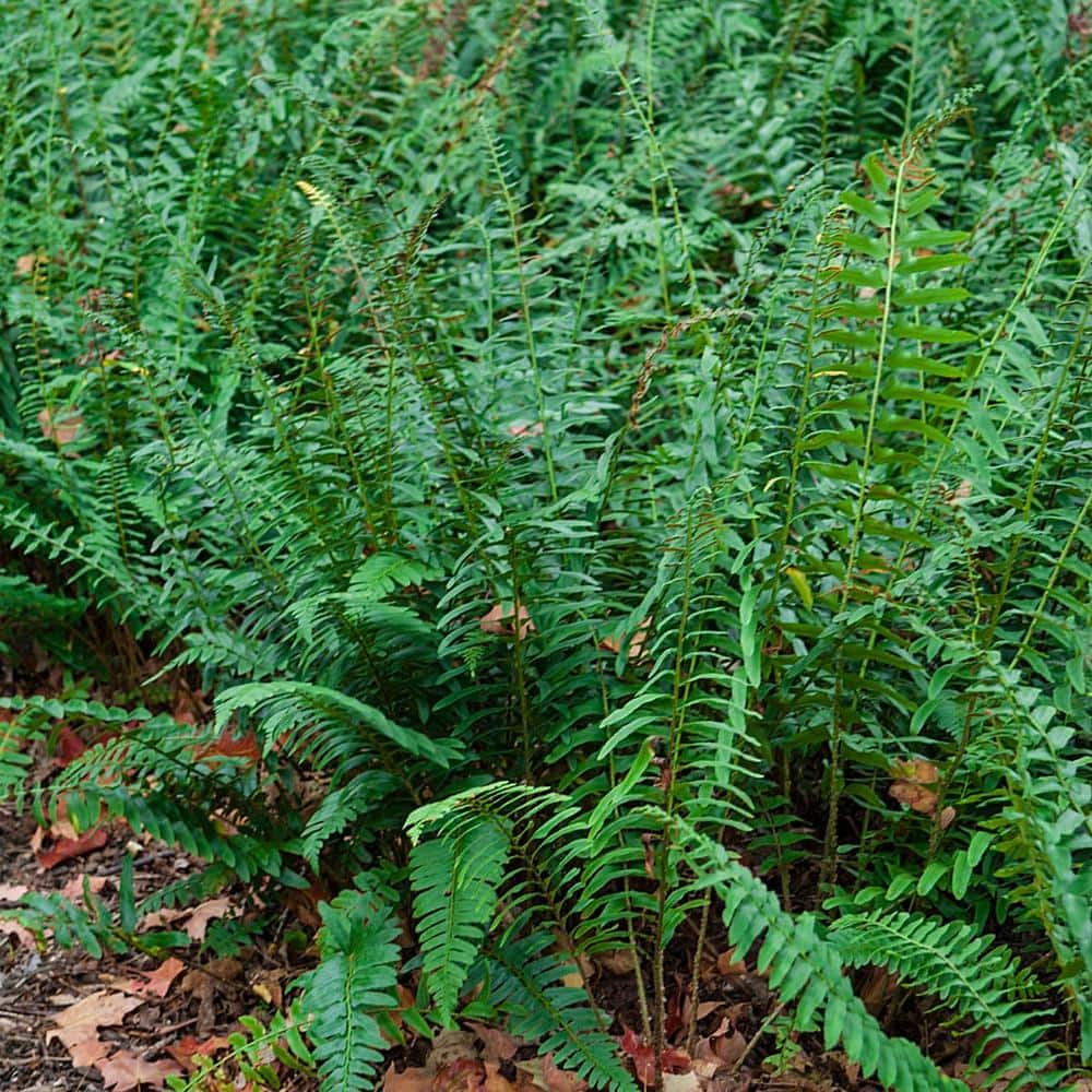 Christmas Fern Dormant Bare Root Perennial Plant, Green Foliage