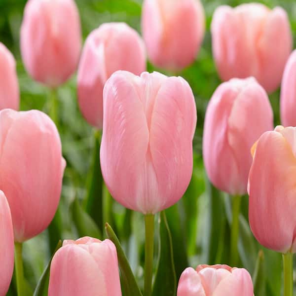 Garden State Bulb 12/+ cm, Single Late Pink Menton Tulip Flower Bulbs (Bag of 100)