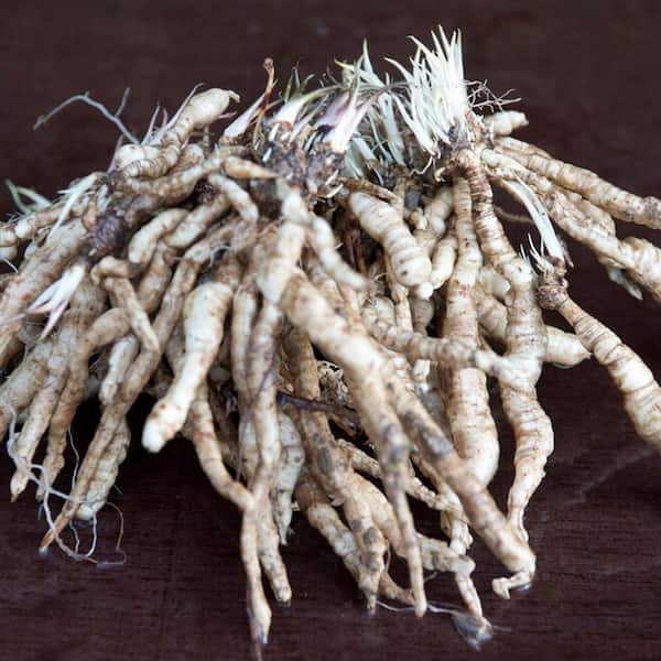 VAN ZYVERDEN Tall Phlox Sherbet Blend (Set of 5 Roots) 83861