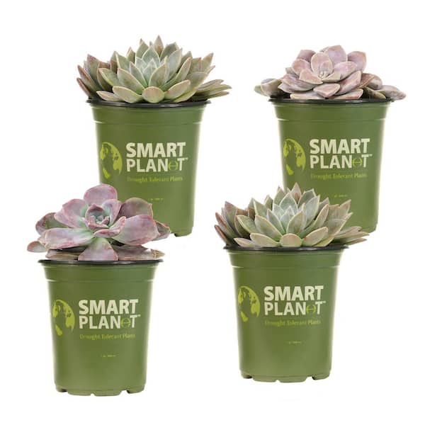 SMART PLANET 1 qt. Graptopetalum Assorted Succulents(4-Pack)
